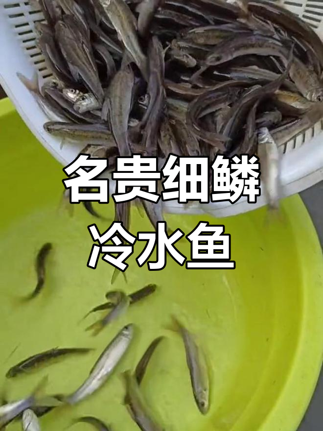 雅鱼:四川特产冷水鱼,肉质鲜美