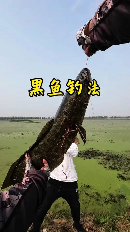黑鱼钓法 雷蛙和软虫哪个更好?其实各有优劣,找到适合自己的钓法才是最优选择