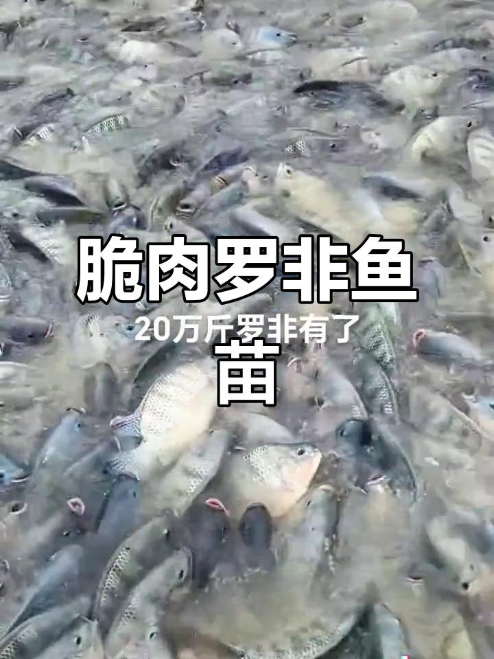 脆肉罗非鱼苗供应,养殖新选择