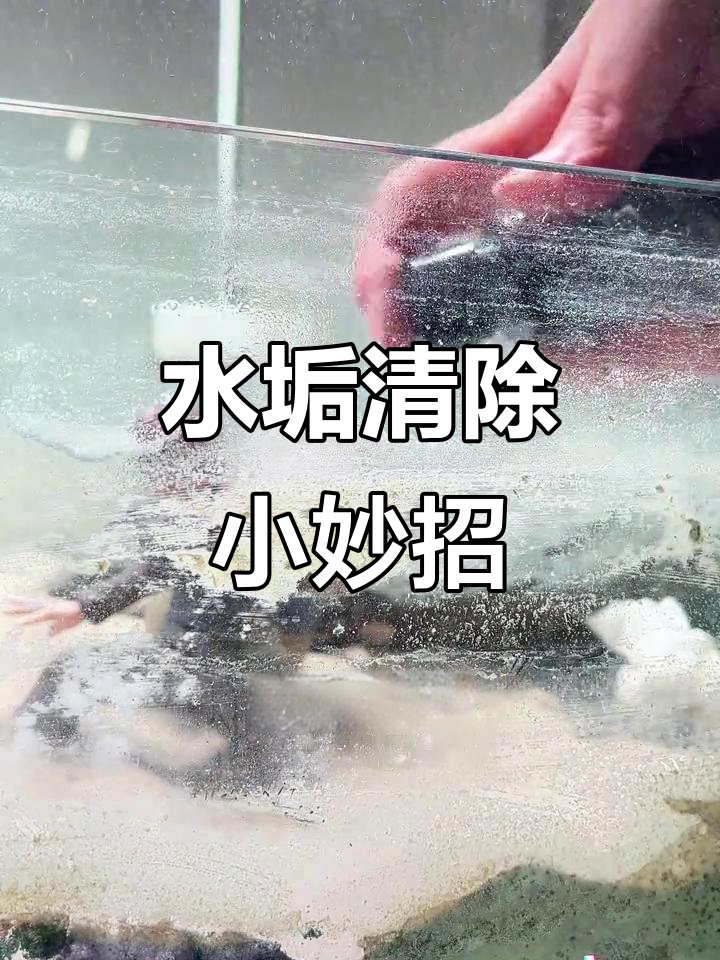 鱼缸水垢轻松去除,除垢剂让清理更简单