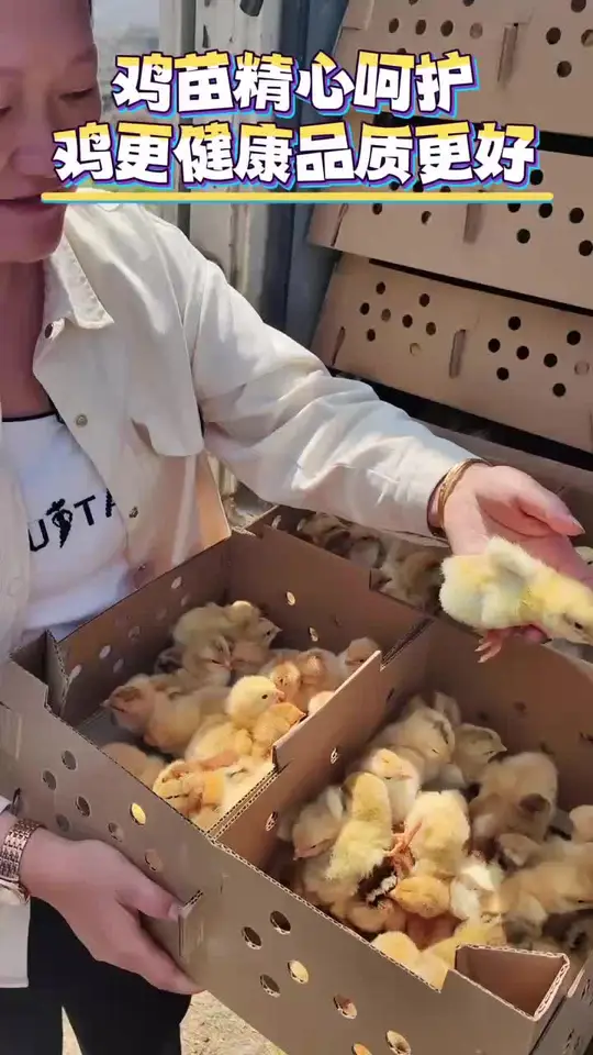 晓屯养鸡场的882养殖模式效果究竟如何？