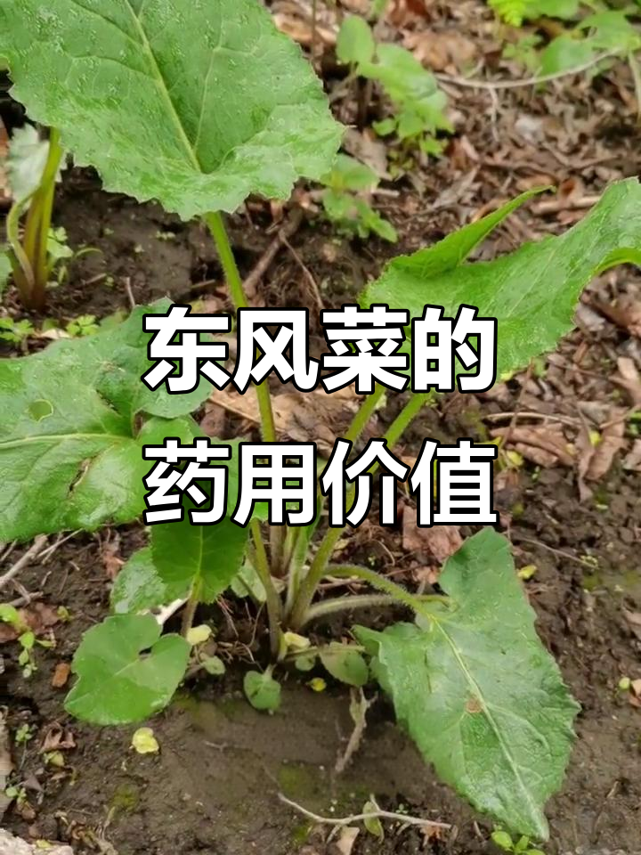 东风菜:菊科植物,别名大耳毛、白云草,全草入药