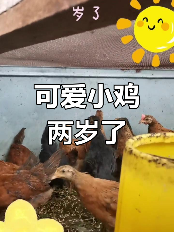 小鸡宝宝成长记,两年后变成小可爱