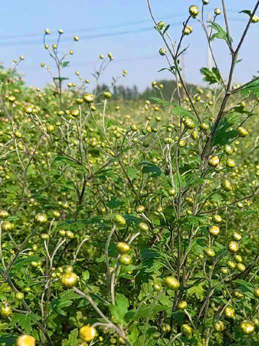 珍珠菊采摘 菊花