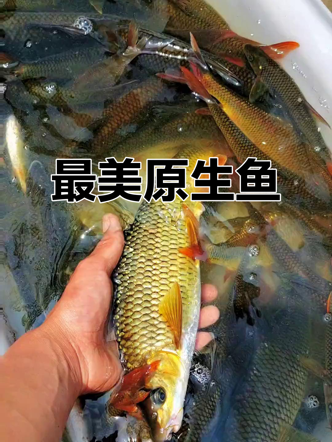 溪流中的精灵,赤尾子之美