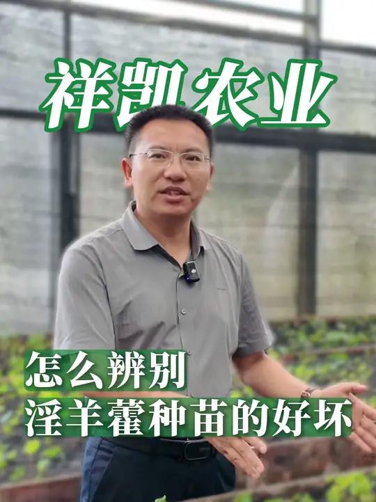怎么辨别淫羊藿种苗的好坏