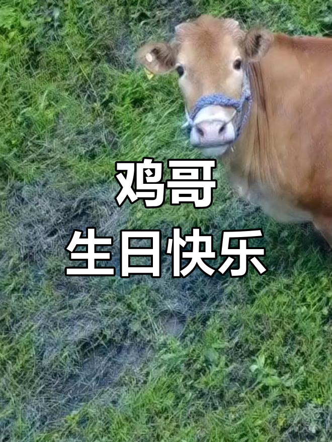 鸡哥生日,表情包大集合