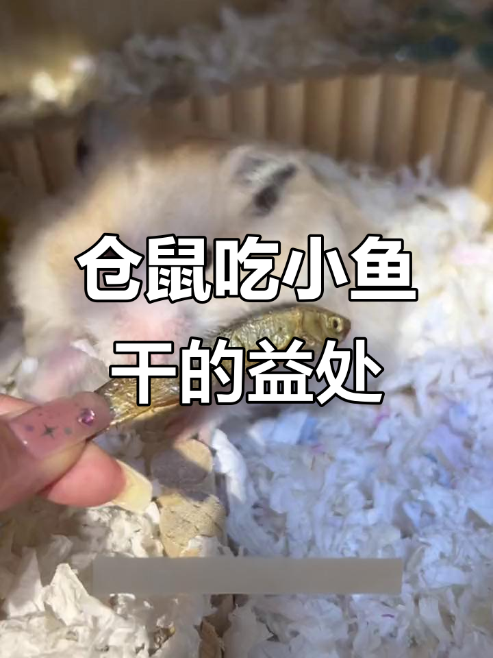 小鱼干高蛋白,仓鼠吃了更可爱!