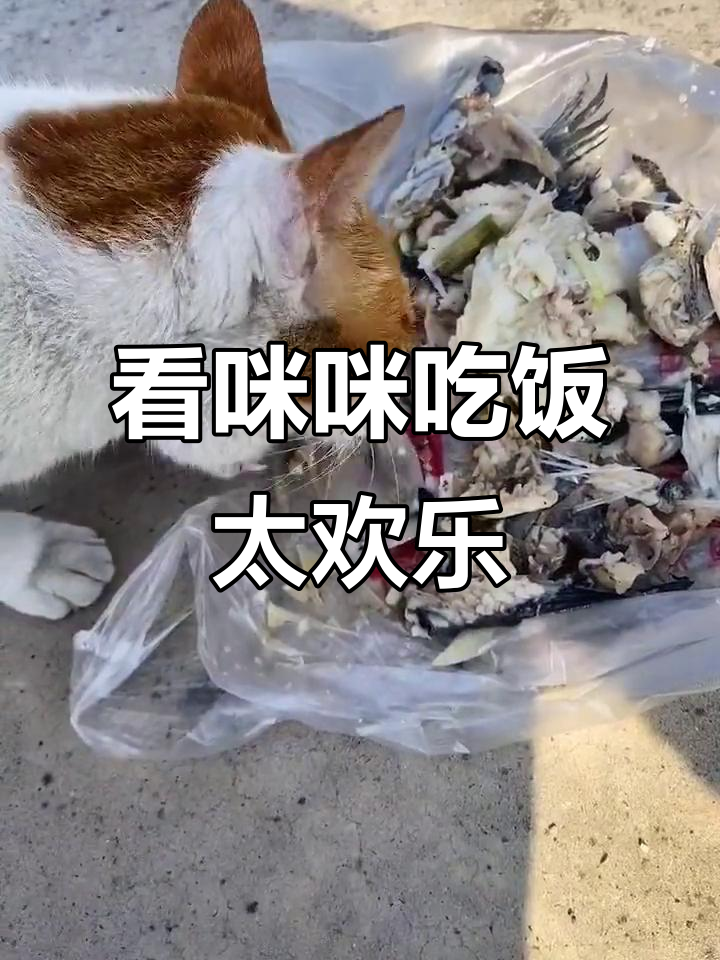 毛孩子们大口吃鱼，吃得比我还开心！