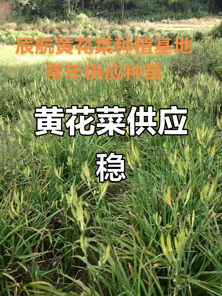 泰宁黄花菜,高山种植,种苗供应稳定