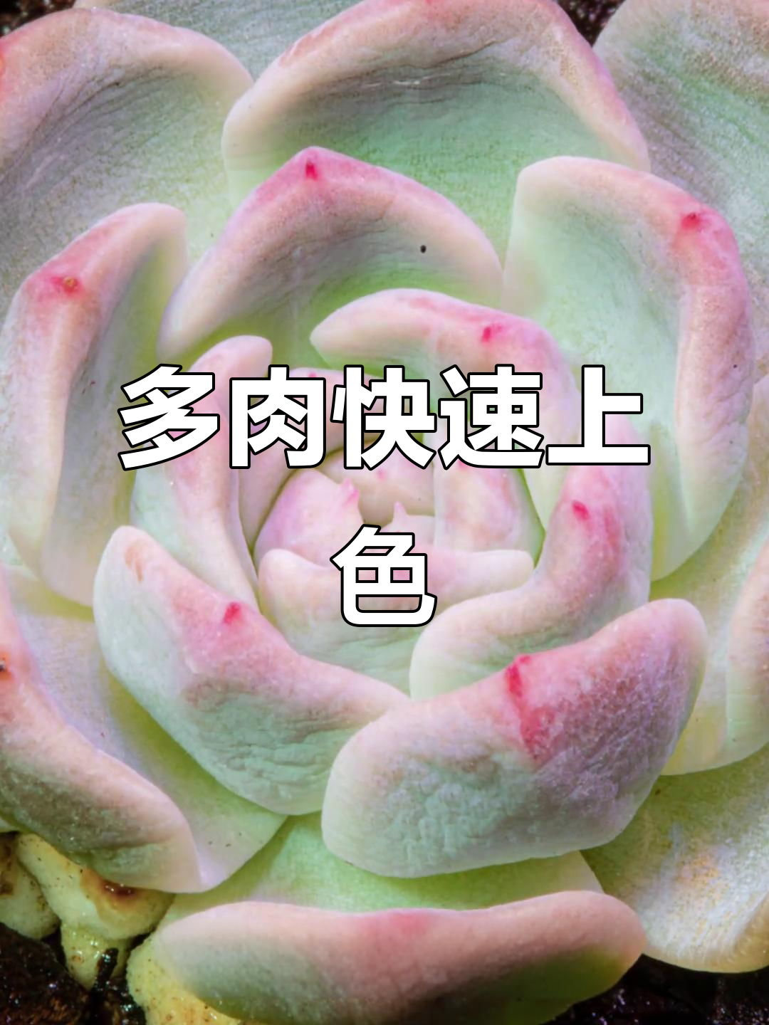 多肉2小时吸水,服盆速度惊人!