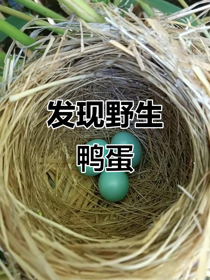 野鸭蛋藏身漏水桶,三个小生命让人惊喜