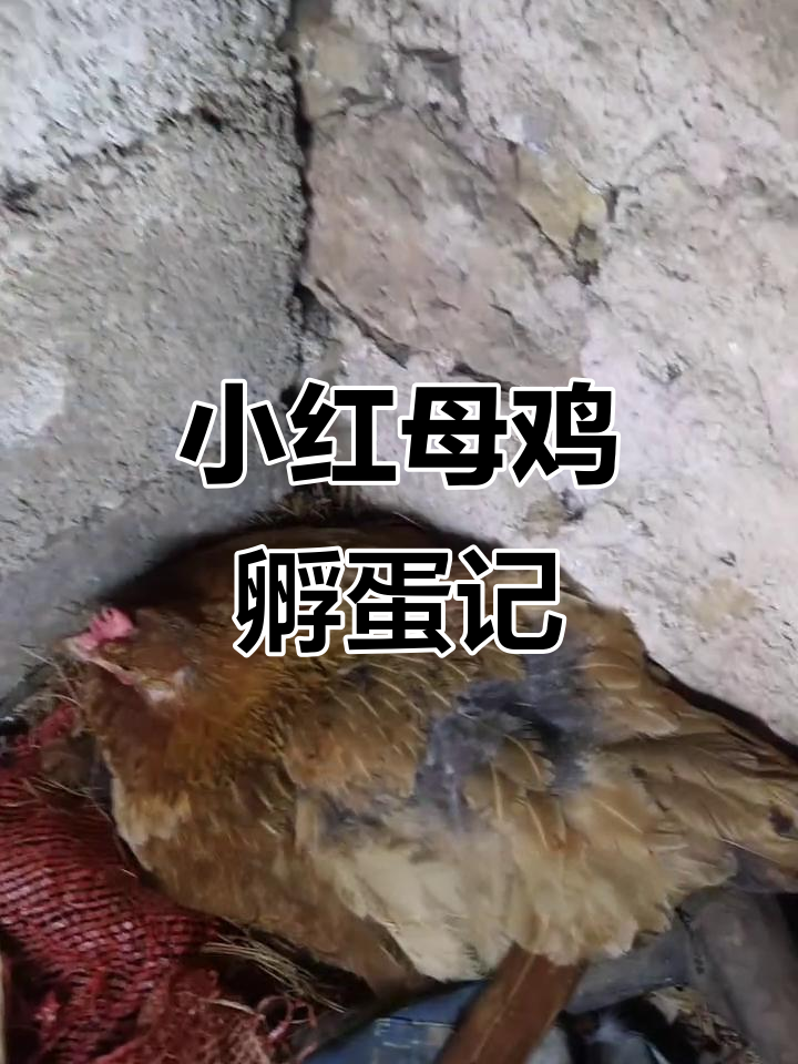 小红母鸡孵化17个蛋,今晚可能出壳!