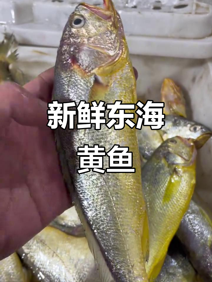 东海野生黄鱼，肉质鲜美，条形匀称，超值美味不容错过