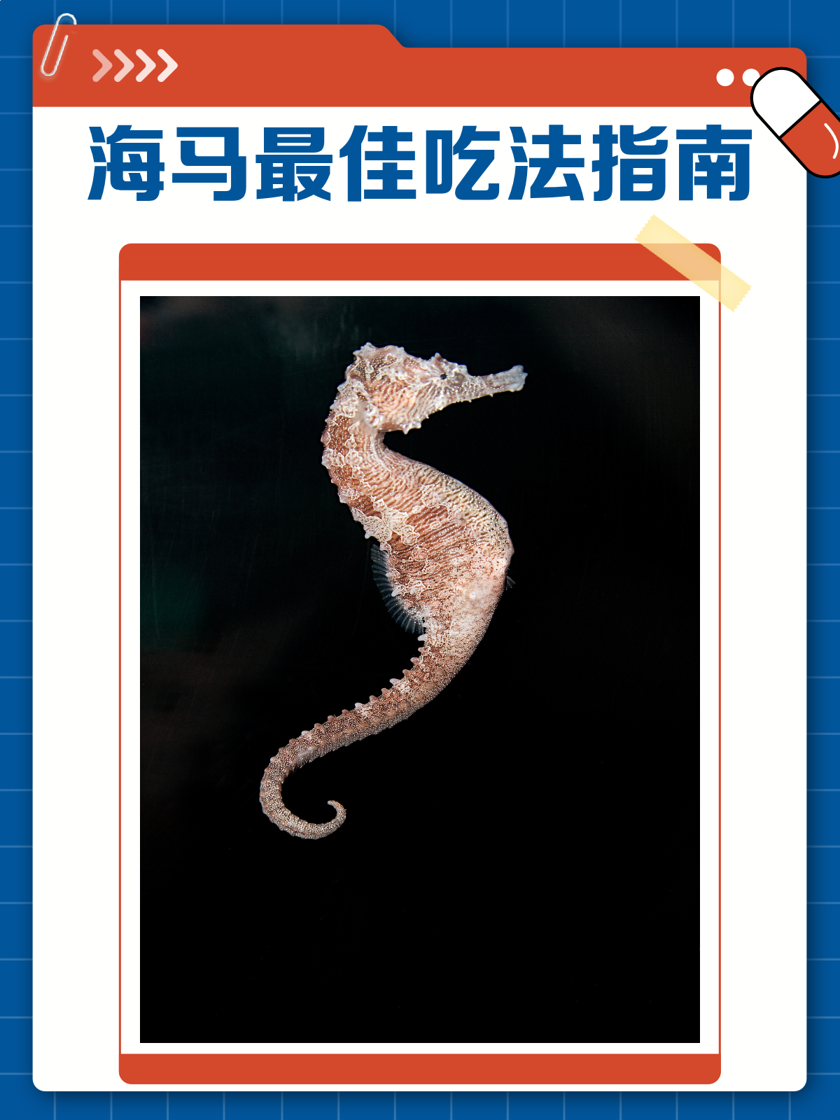 海马怎么吃?这样吃效果杠杠的!
