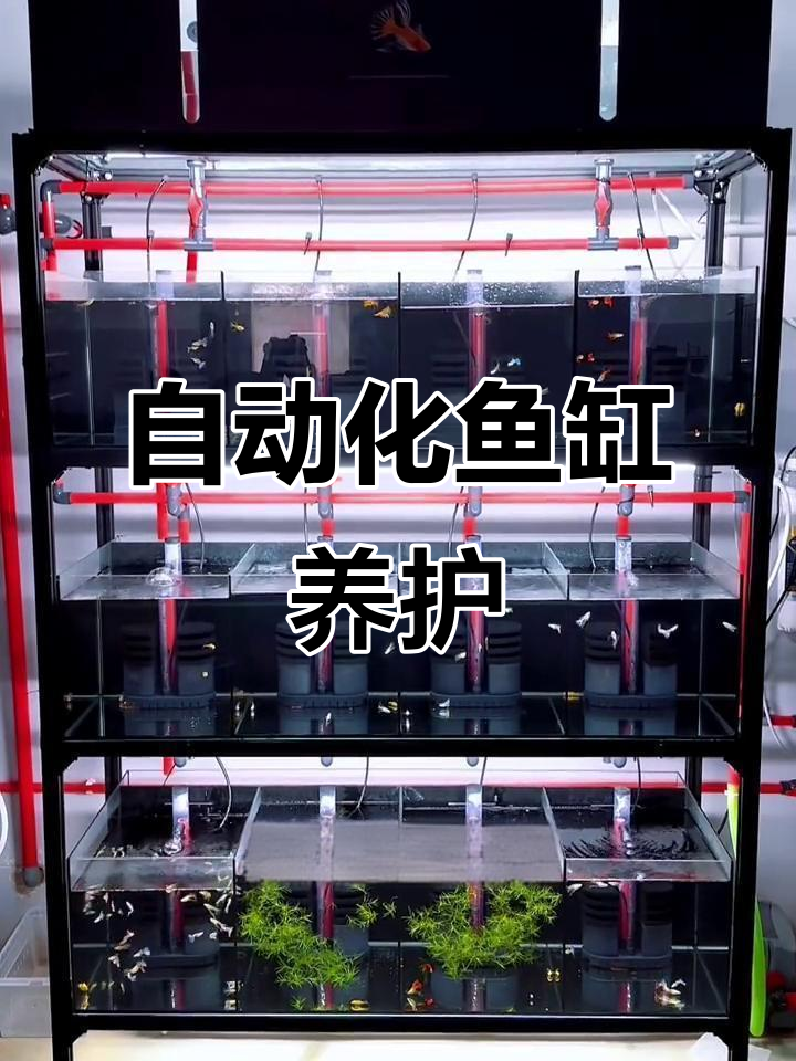 自动换水、智能调节，系统鱼缸让你养鱼更轻松