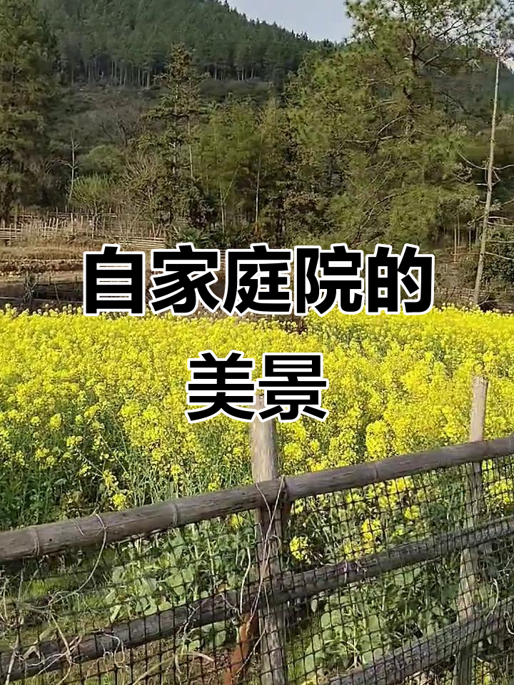 自家菜园与农村美景,新鲜蔬菜与真实照片分享