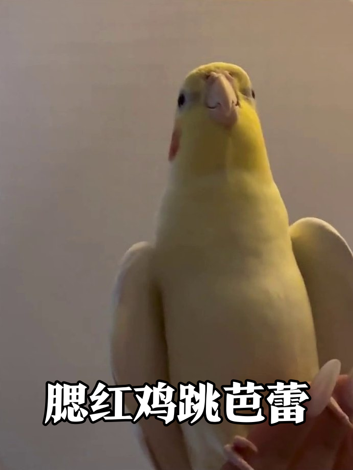腮红鹦鹉站手指跳芭蕾，啄美甲那一刻萌化了
