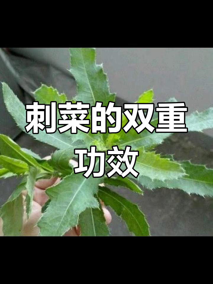 刺菜能清热解毒,内服外用皆宜,利尿消肿效果显著