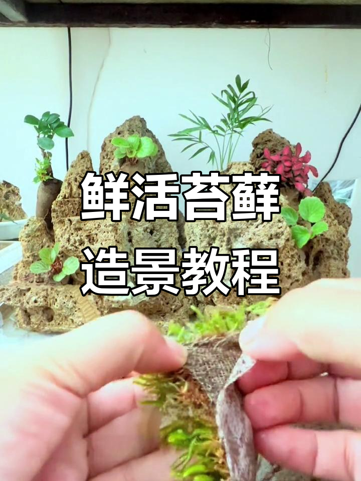 苔藓微景观打造技巧,让石头盆景更生动