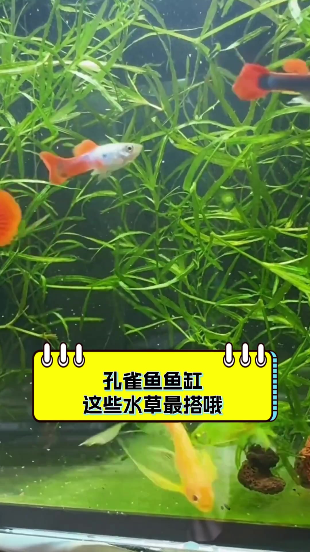 孔雀鱼鱼缸,这些水草最搭哦