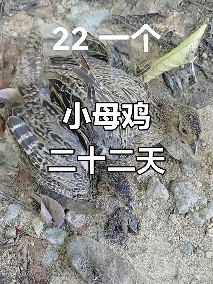 广东七彩山鸡脱温小母鸡,22日可爱登场