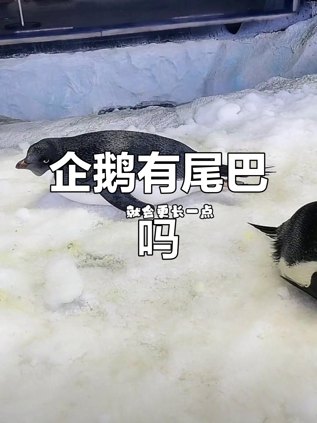 帝企鹅和阿德利企鹅尾巴大不同，你发现了吗？