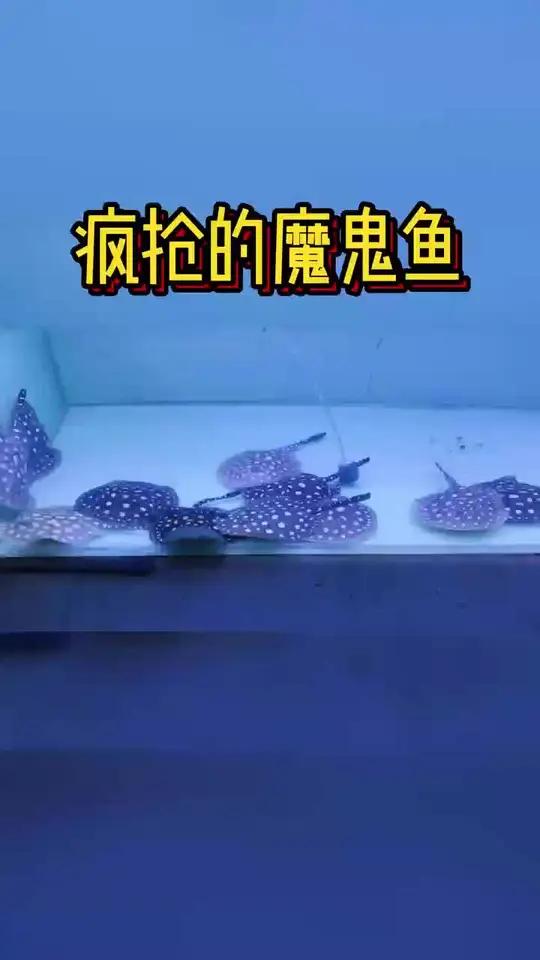 全网疯抢的“魔鬼鱼”来了