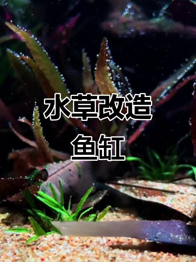 4小时大变身,鱼缸水草造景全攻略
