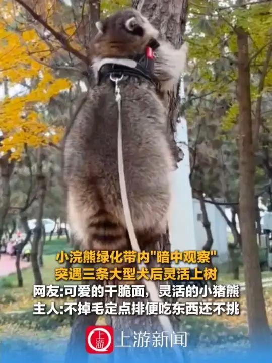 11月28日，山东，小浣熊绿化带内“暗中观察”突遇三条大型犬后灵活上树 网友：可爱的干脆面