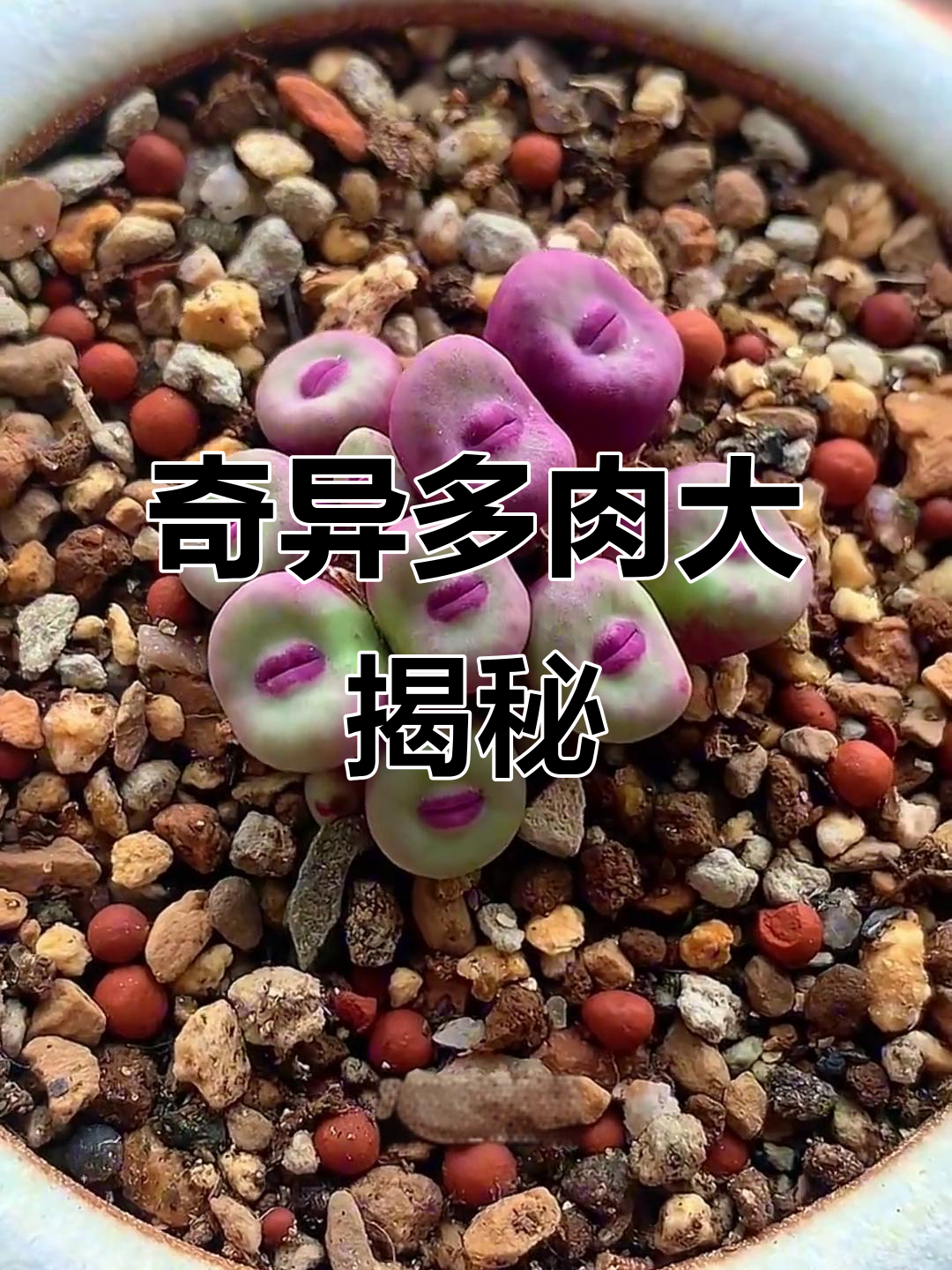 多肉界的“抽象”品种，看看你家有没有这些怪异植物