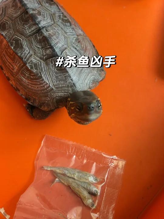 叨叨翻出赠品小鱼干,以为我谋害了它的宠物