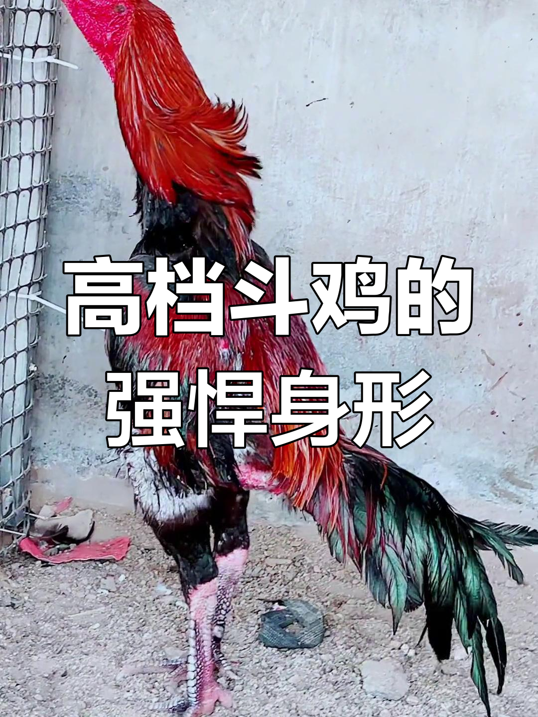 七点八斤斗鸡,动作灵活肌肉发达,鳞片干硬如铁