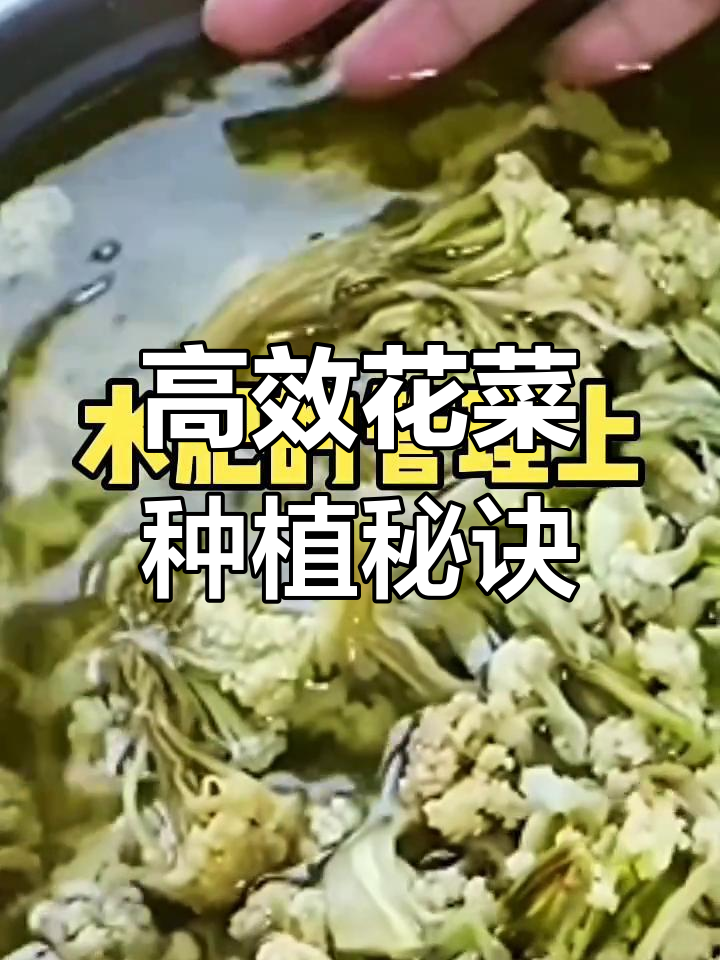 花菜种植技巧:从育苗到管理全攻略