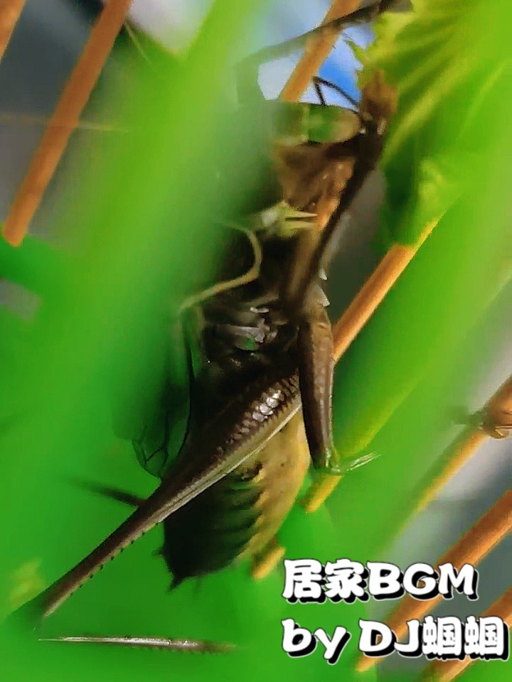 蝈蝈的叫声可以让你一秒钟穿越回夏天