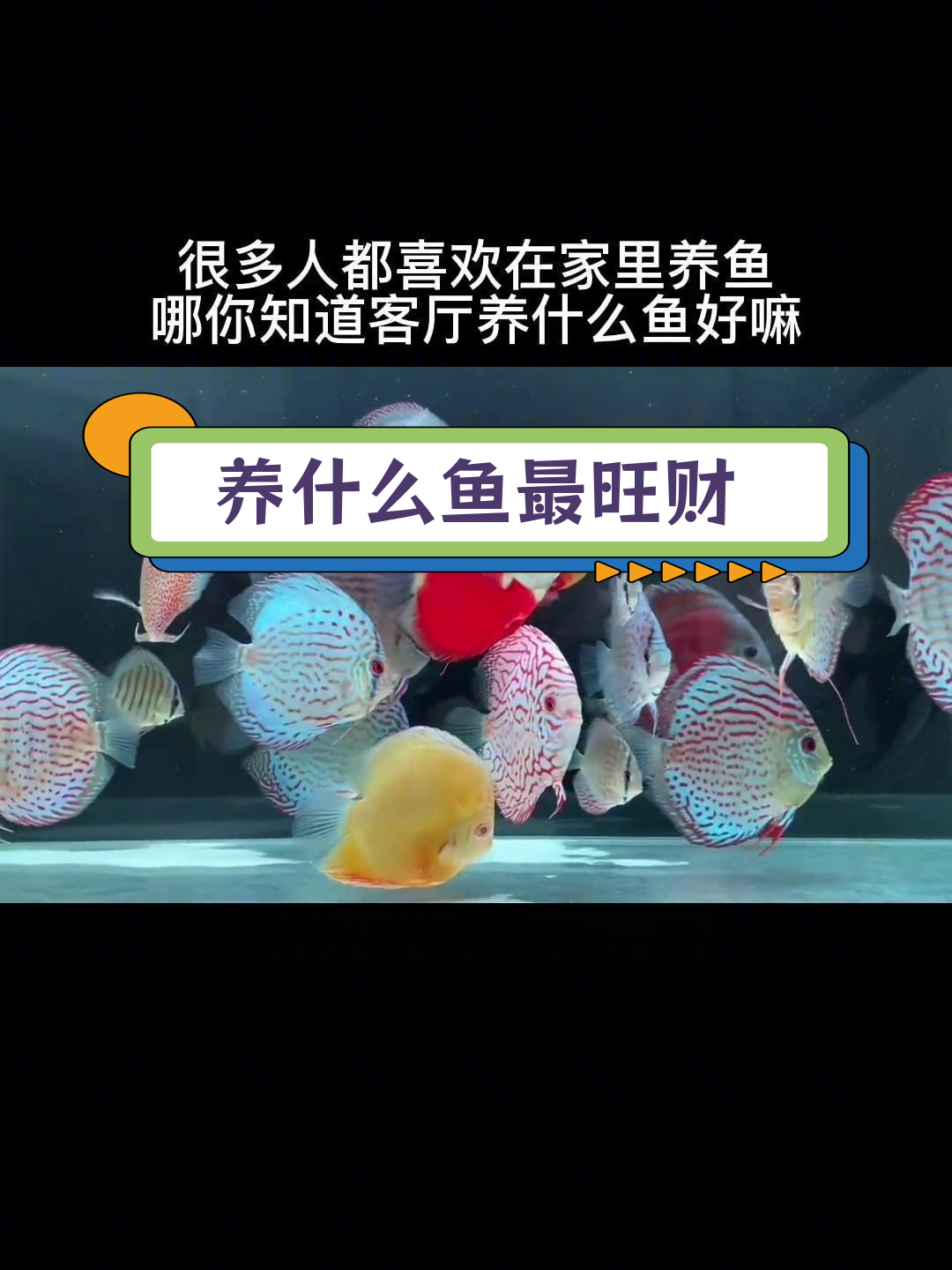 客厅养鱼风水推荐,提升运势的秘密
