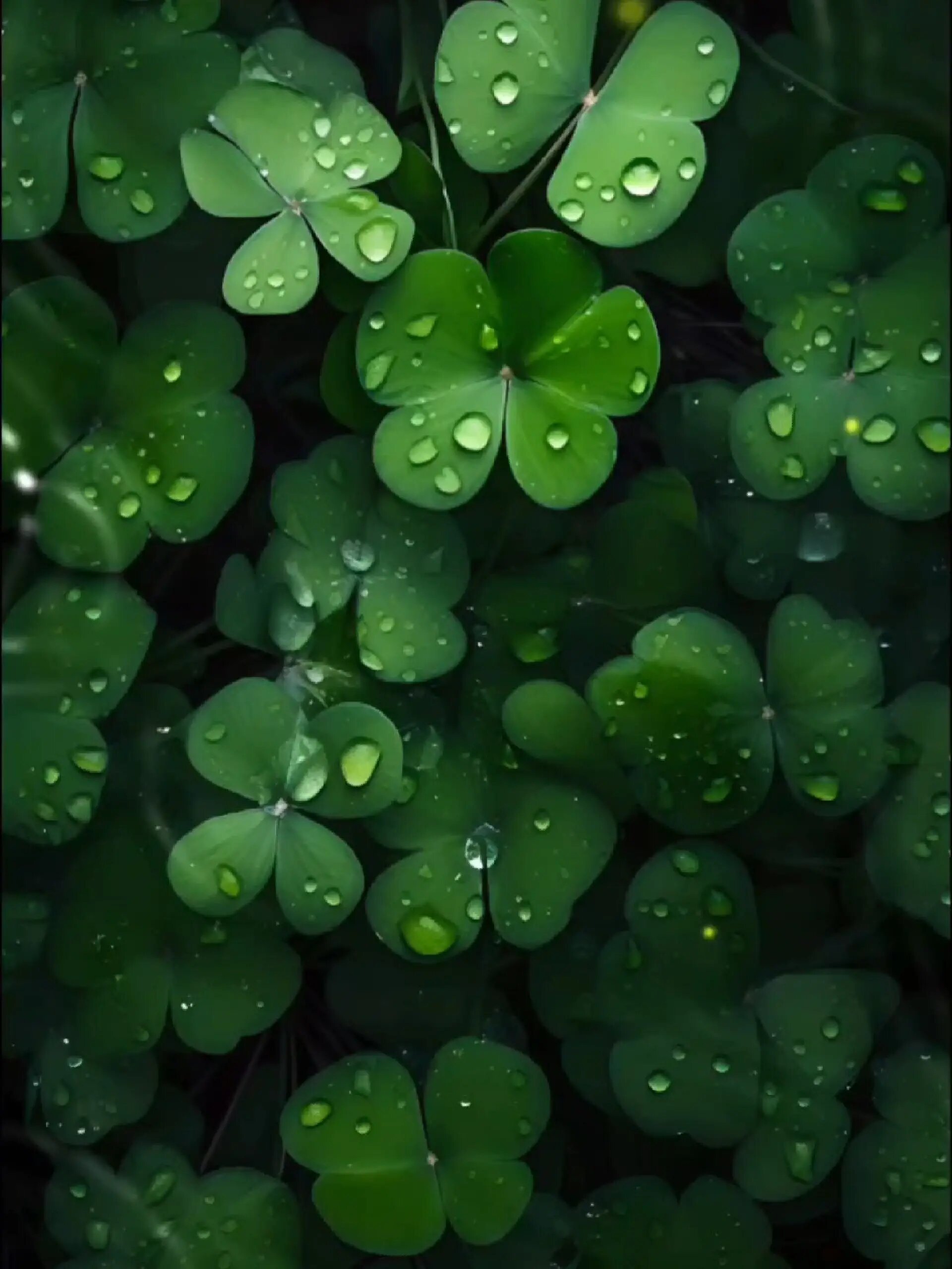 幸运草护眼壁纸高清4k