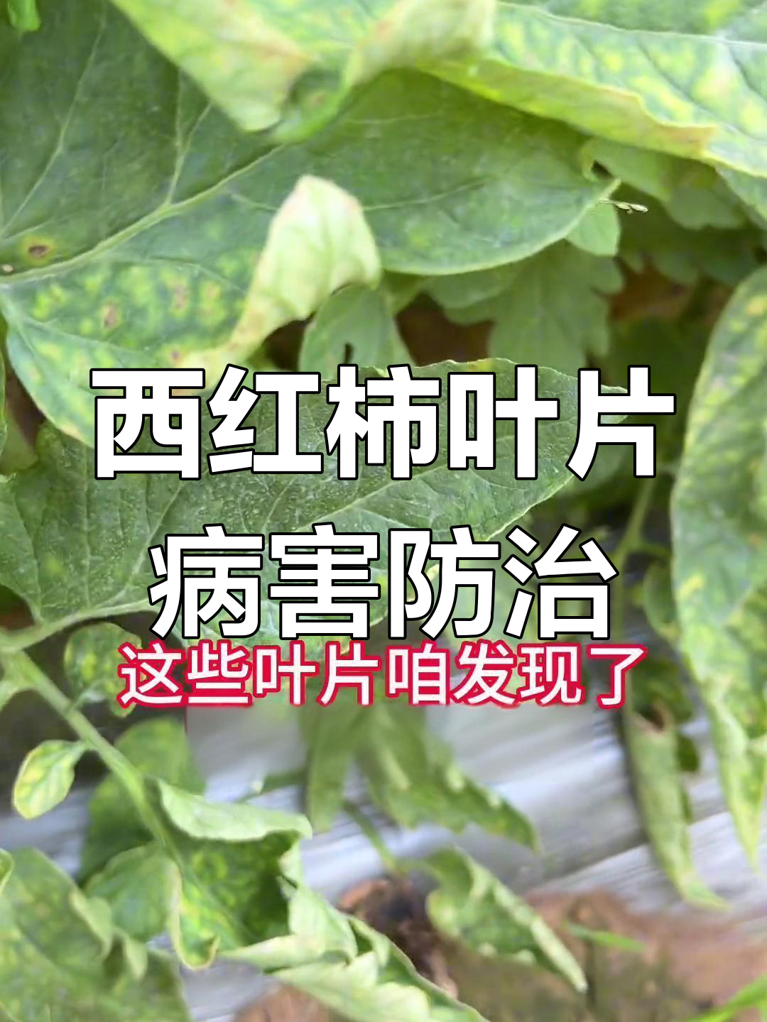 细菌性褐斑病侵染西红柿,如何防控?