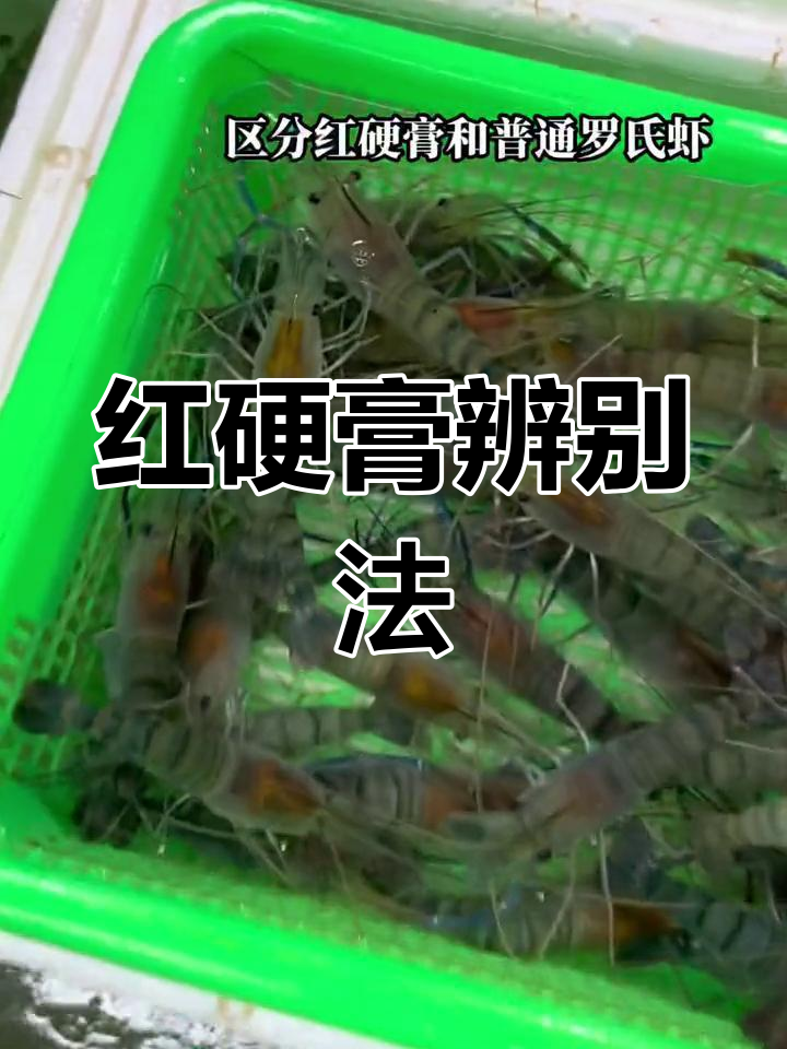红硬膏罗氏虾,头部红色明显,才具备独特风味
