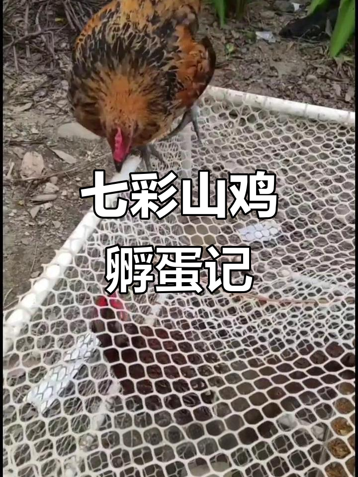 七彩山鸡孵化失败，仅剩两只小鸡，难道是公的？