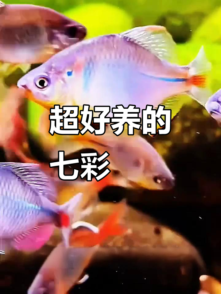 七彩鳑鲏：超易养、颜值逆天，鱼缸里的“清洁工”