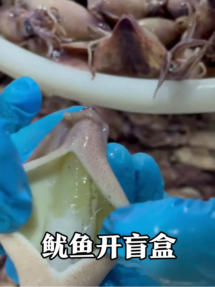 鱿鱼开盲盒现场:肚子里竟藏“黄金籽”,处理师手速绝了