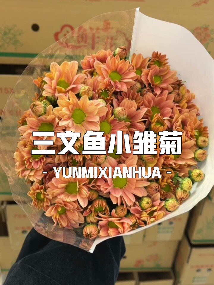 三文鱼小雏菊,超长待机,好养护