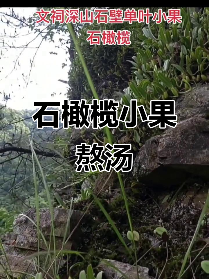 深山石橄榄,煲汤最佳选择,利湿散瘀效果好