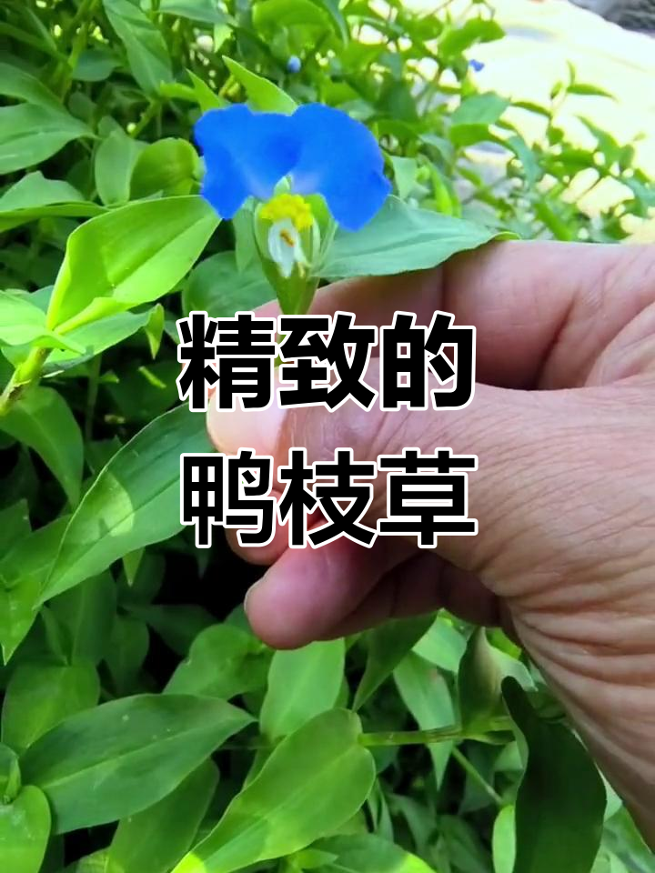 鸭跖草:蝴蝶花般的美丽,乡村常见却鲜为人知