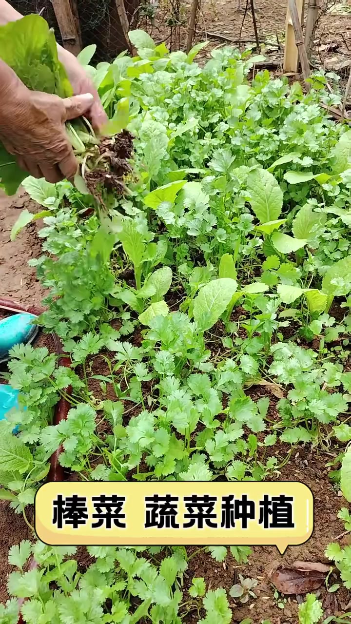 棒菜蔬菜种植