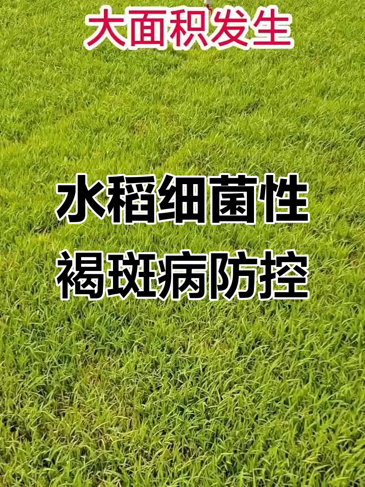 水稻苗床细菌性褐斑病防治全攻略
