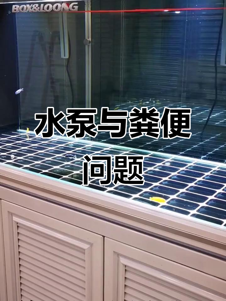 鱼缸粪便堆积，可能是水泵流量或出水口设置不当