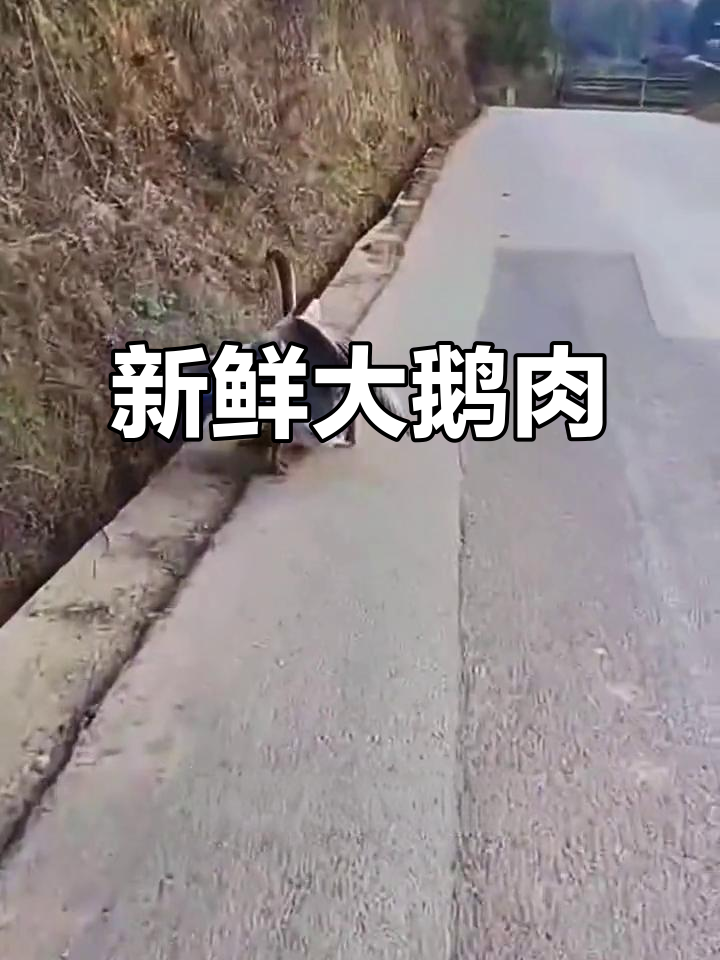 灰鹅肉鲜美,200g超值美味推荐