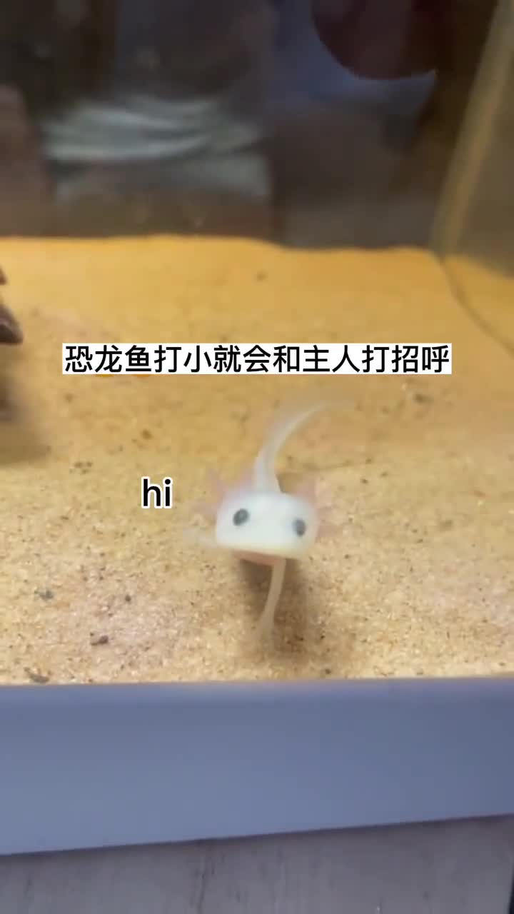 六角恐龙鱼从小爱和主人互动,长大后还热衷玩游戏!